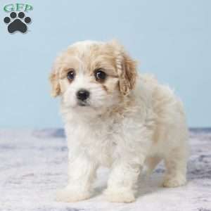 Garrett, Cavachon Puppy